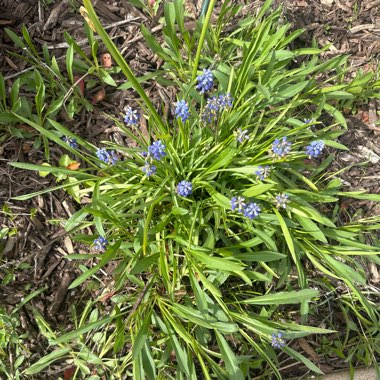 Muscari