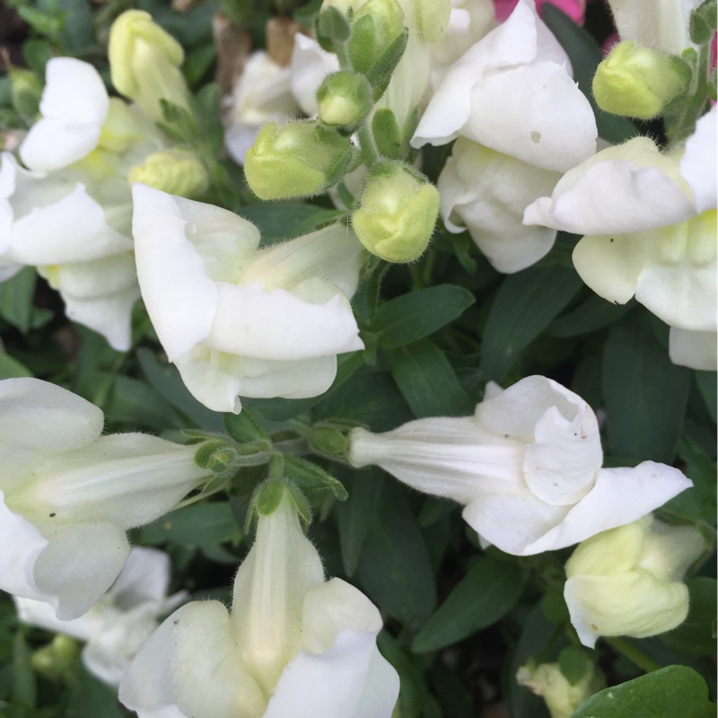 Plant image Antirrhinum majus 'Peaches And Cream'