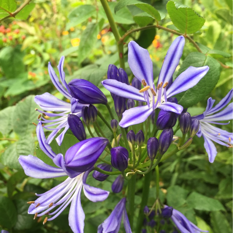 Plant image Agapanthus 'Arctic Star'