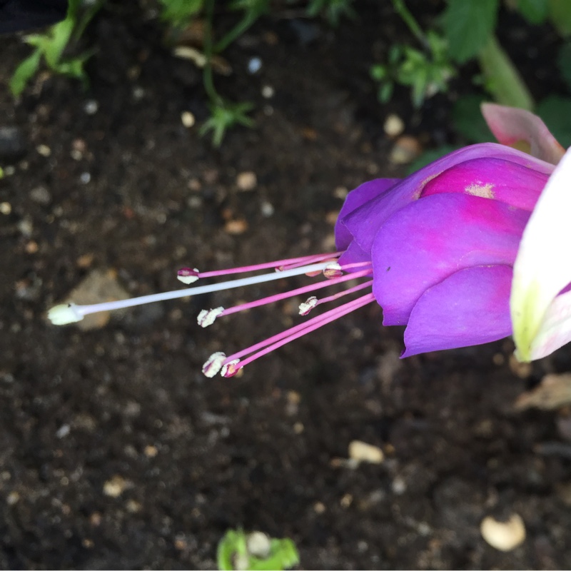 Plant image Fuchsia 'Carmel Blue'