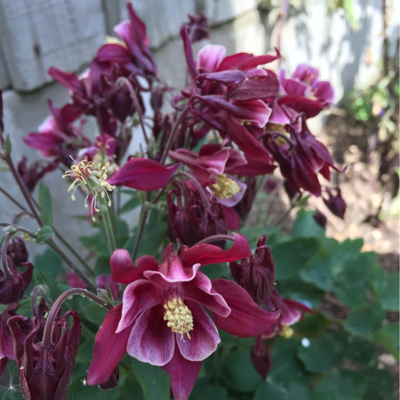 Aquilegia 'Red Hobbit'