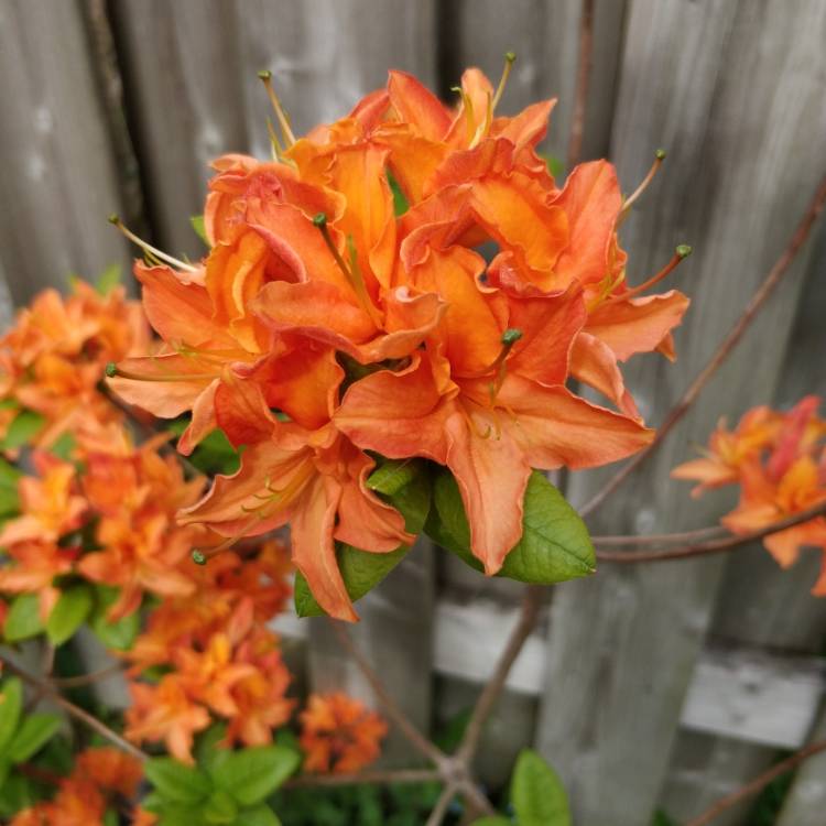 Plant image Rhododendron 'Mandarin Lights'