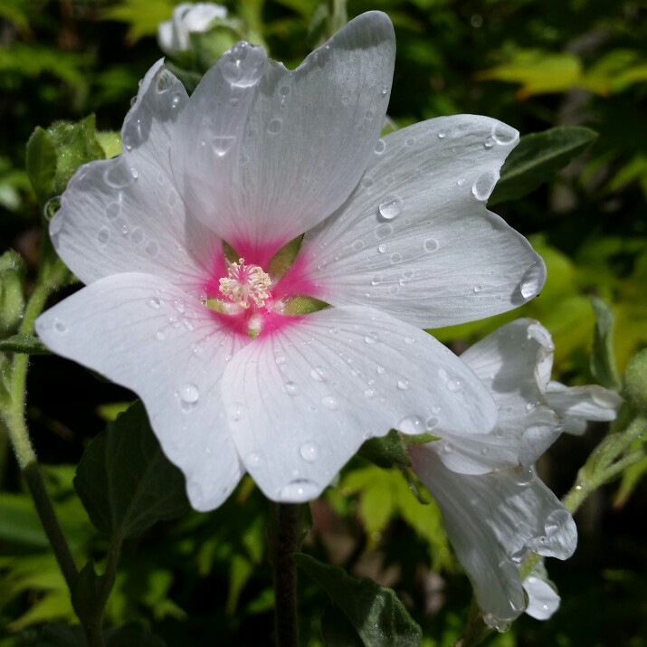 Lavatera x clementii 'Barnsley'