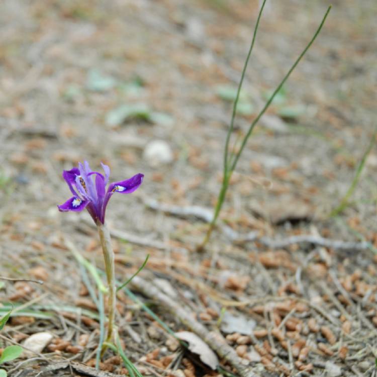 Plant image Moraea sisyrinchium syn. Gynandriris sisyrinchium