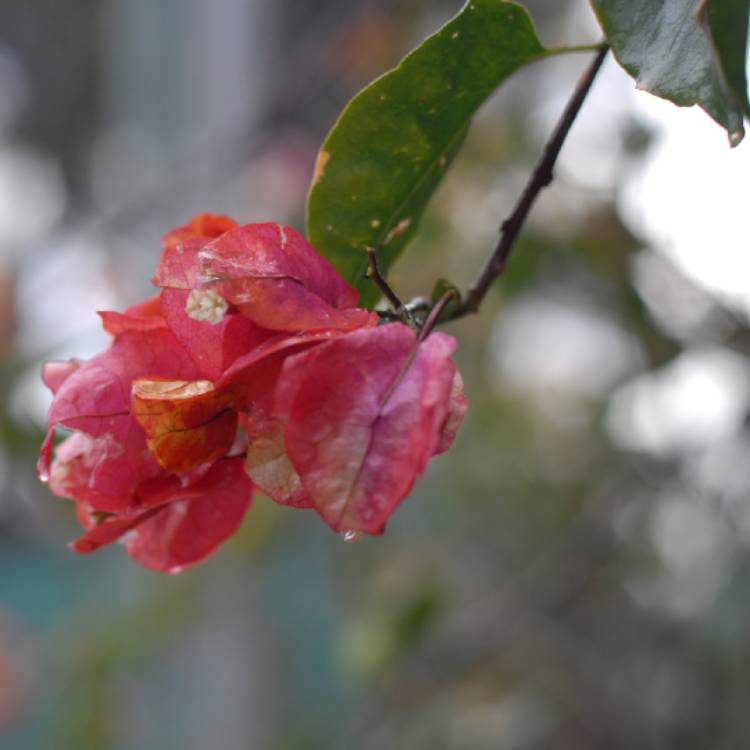 Plant image Bougainvillea 'Tropical Bouquet'