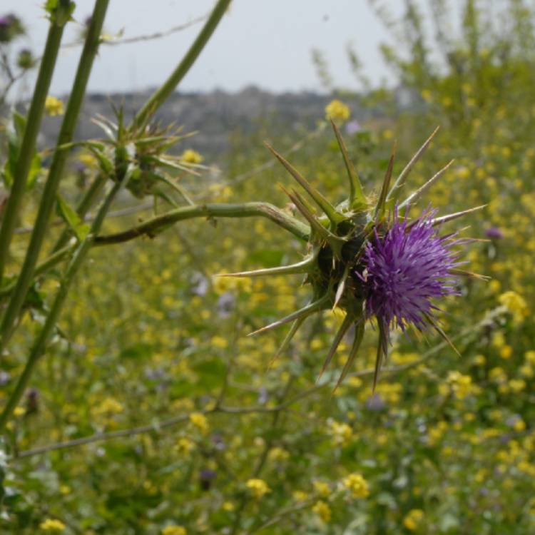 Plant image Silybum marianum