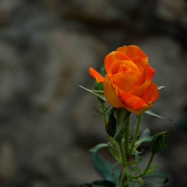 Plant image Rosa 'Brown Velvet'