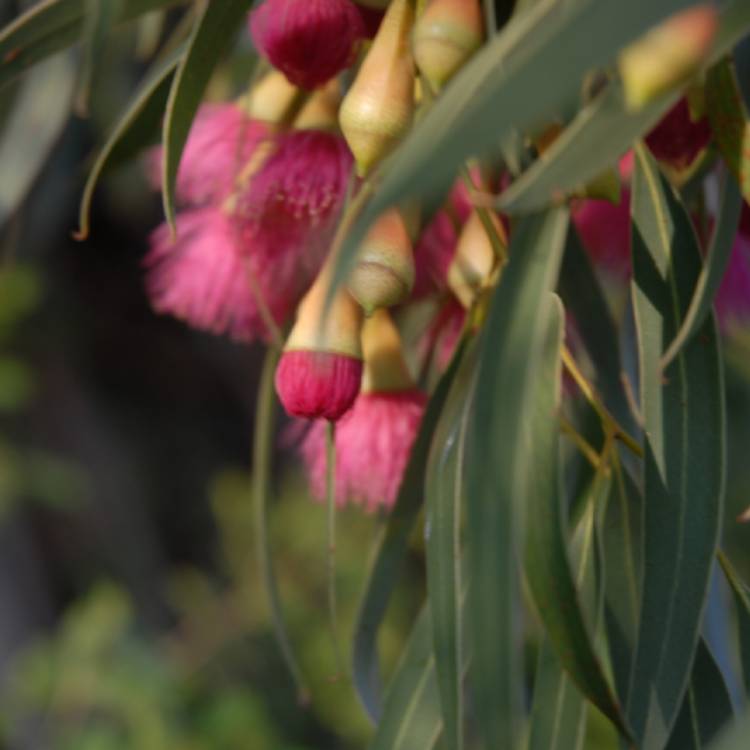 Plant image Eucalyptus Sideroxylon