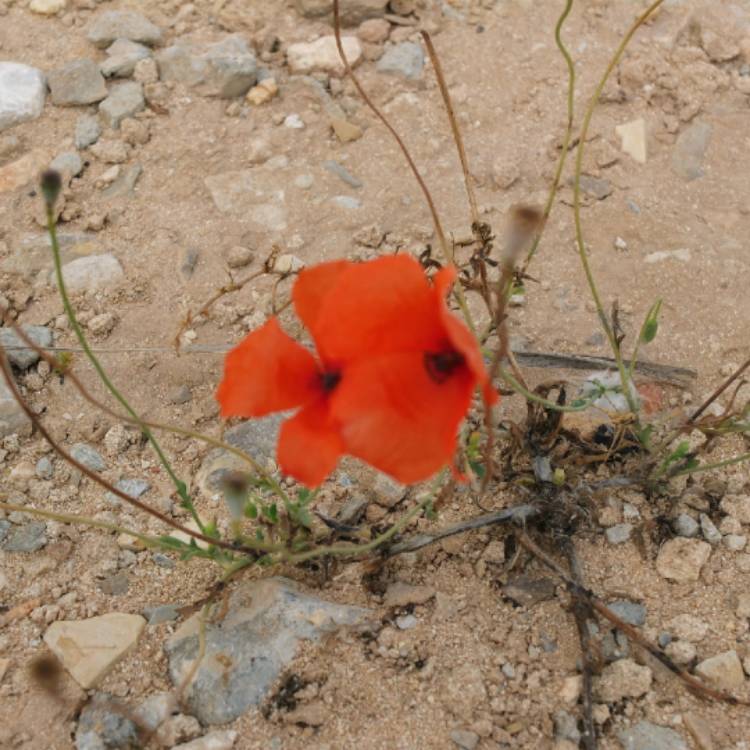 Plant image Papaver radicatum