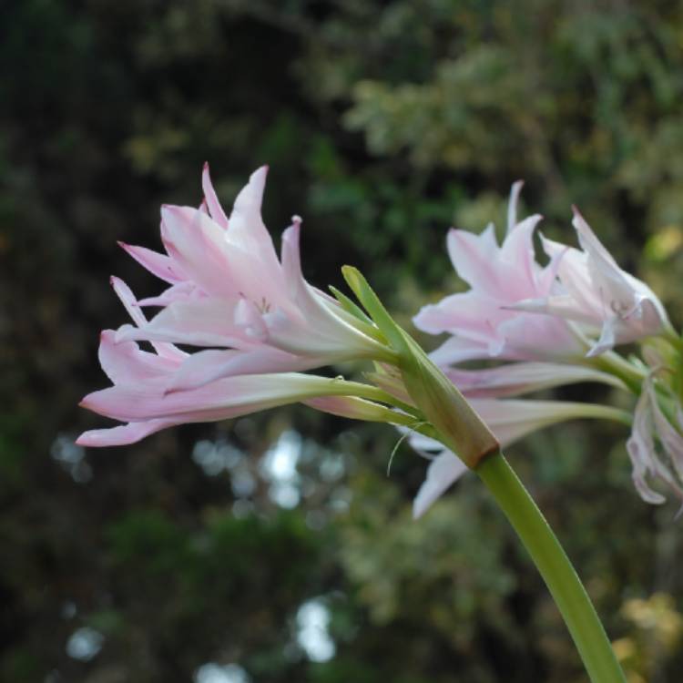 Plant image Lilium 'DL111067' syn. Lilium 'Roselily Anouska'