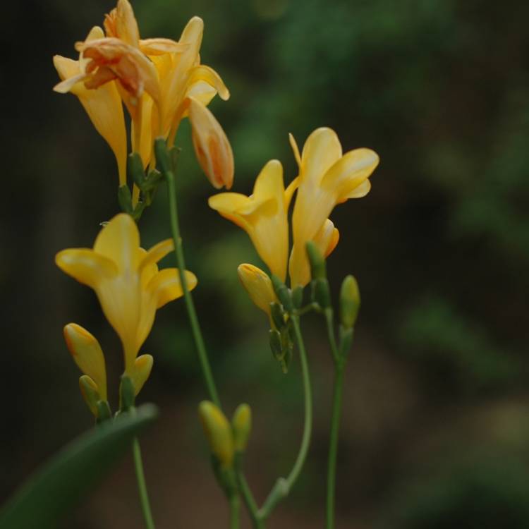 plant image 1197989