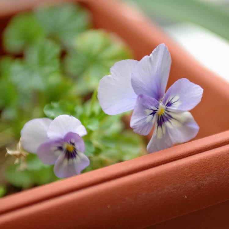 Plant image Viola cornuta 'Sorbet Pink Wing'