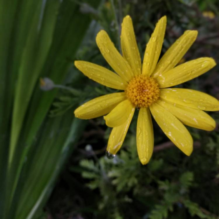 Plant image Osteospermum 'Voltage Yellow'