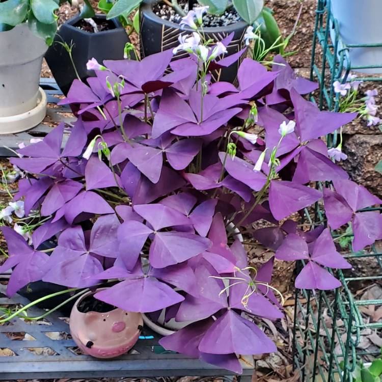 Plant image Oxalis Triangularis 'Mike'