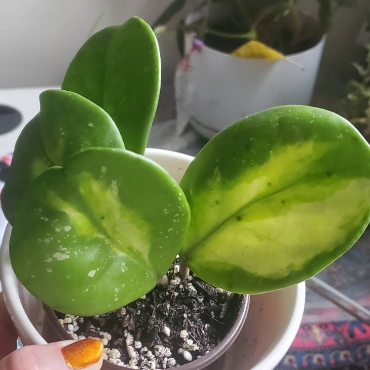 Plant image Hoya Obovata Variegata 