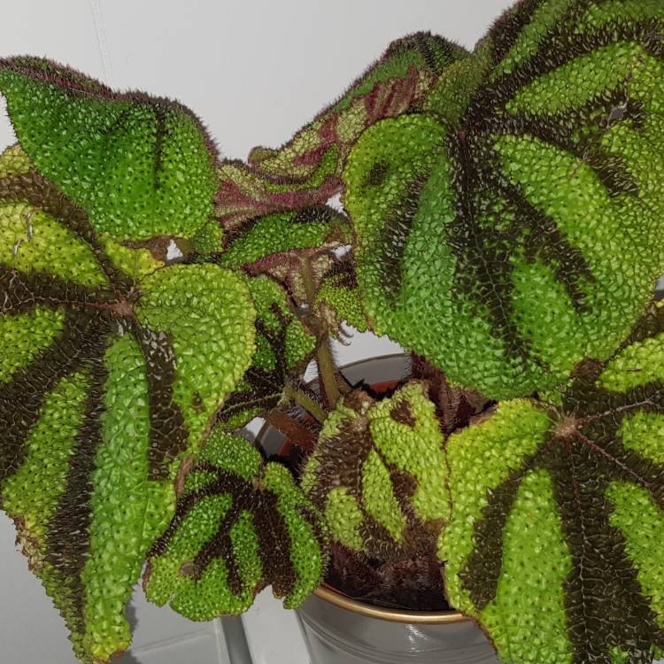 Plant image Begonia masoniana