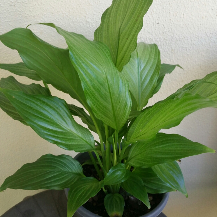 Plant image Spathiphyllum 'Platinum Mist'