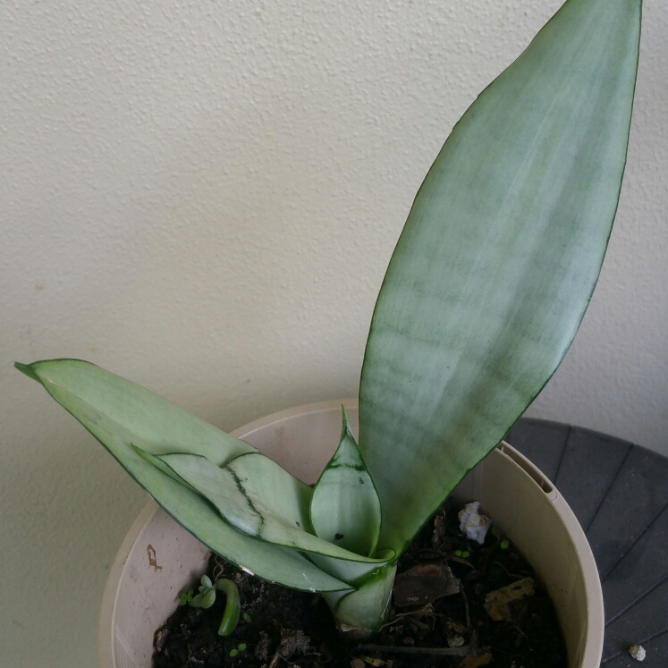 Plant image Sansevieria Moonshine