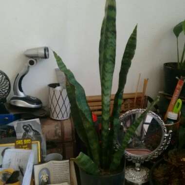 Snake Plant