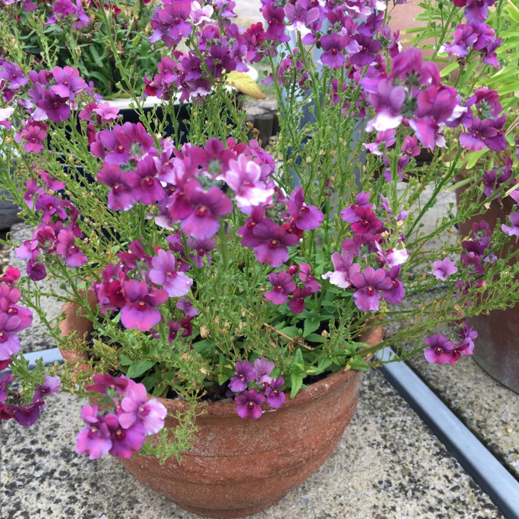 Plant image Nemesia 'Berries And Cream'