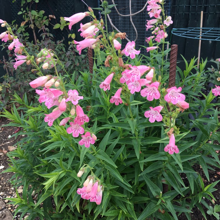 Plant image Penstemon 'Hidcote Pink'