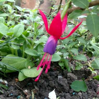 Fuchsia