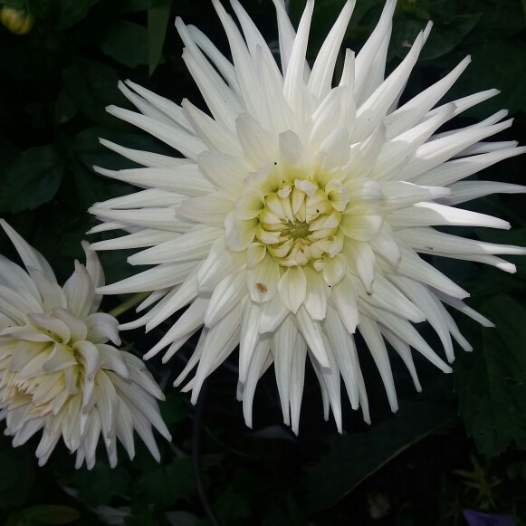 Border Dahlia