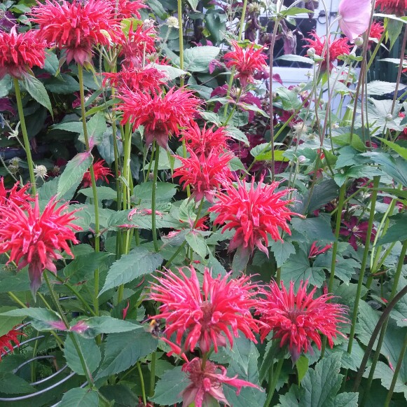 Bergamot 'Pink Supreme'