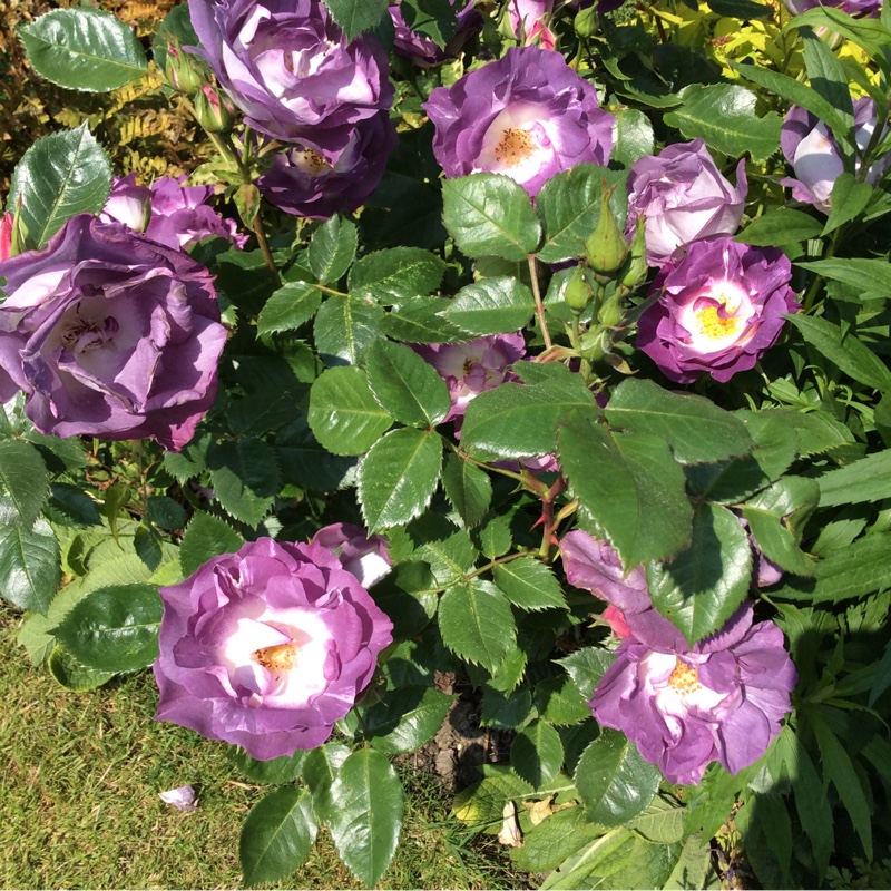 Rosa 'Tannacht' syn. Rosa 'Blue Moon', Rosa 'Blue Munday', Rosa 'Sissi', Rosa 'Navo-Rose', Rosa 'Mainzer Rad', Rosa 'Mainzer Fastnacht'