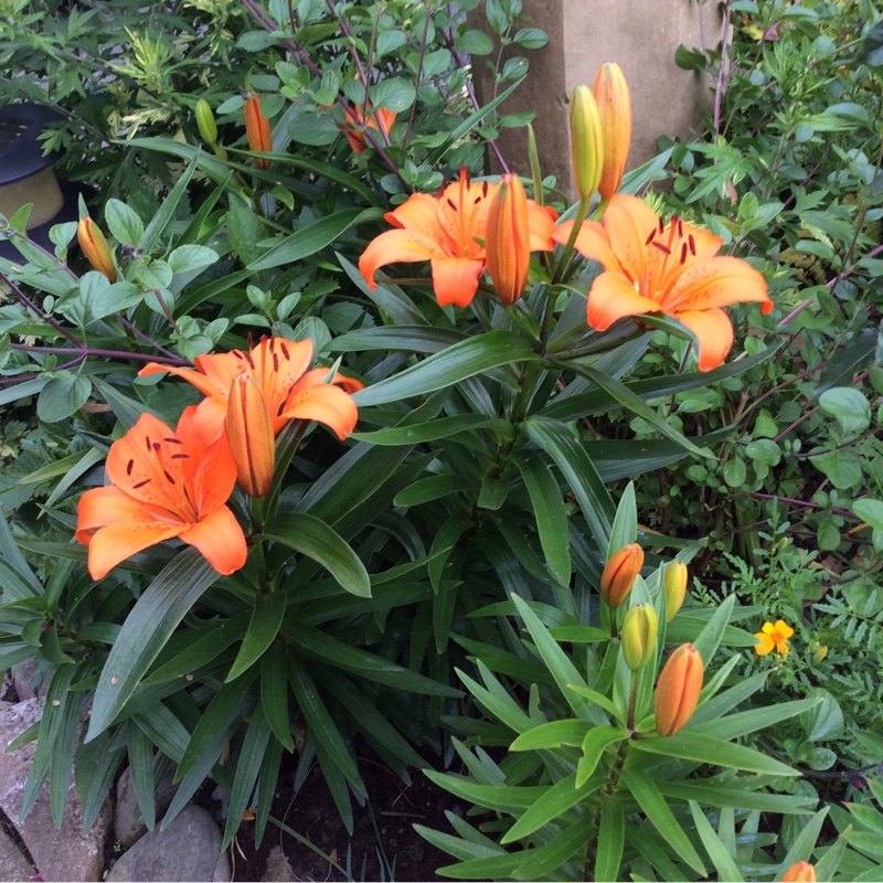 Plant image Lilium 'Apeldoorn'