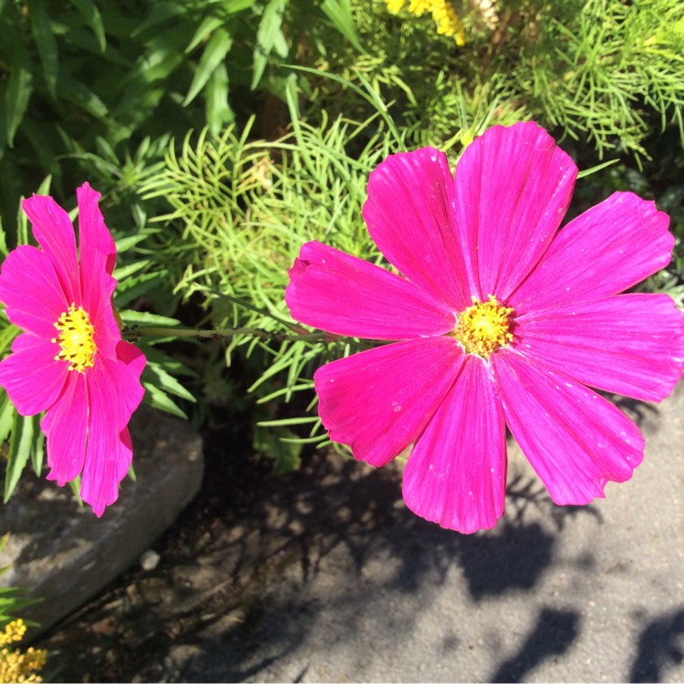 Plant image Cosmos 'Versailles Tetra'