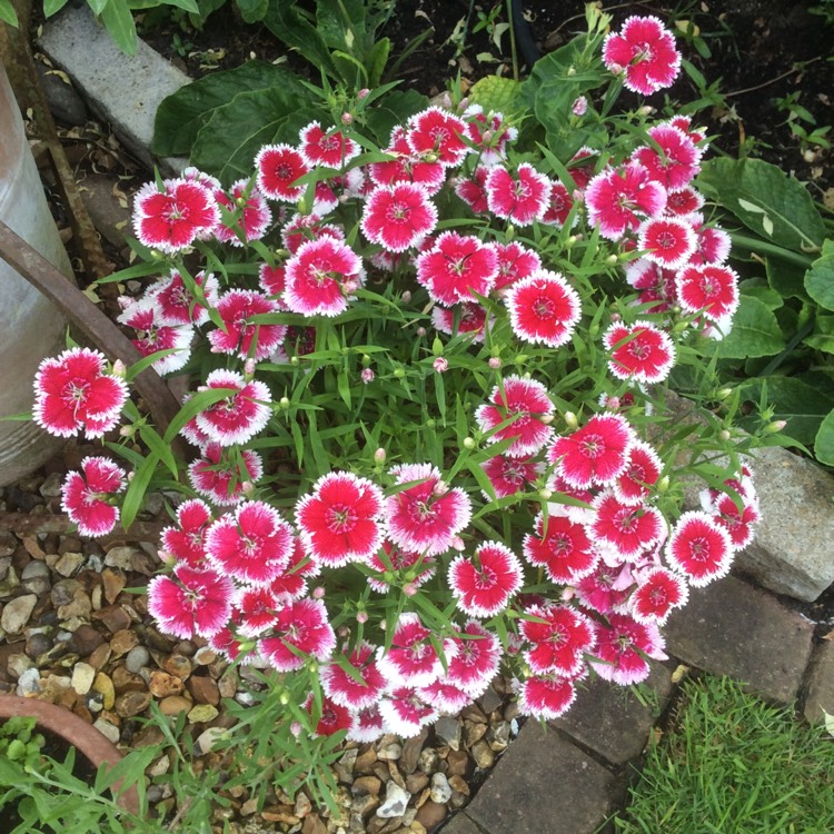 Plant image Dianthus caryophyllus 'Mondrian'