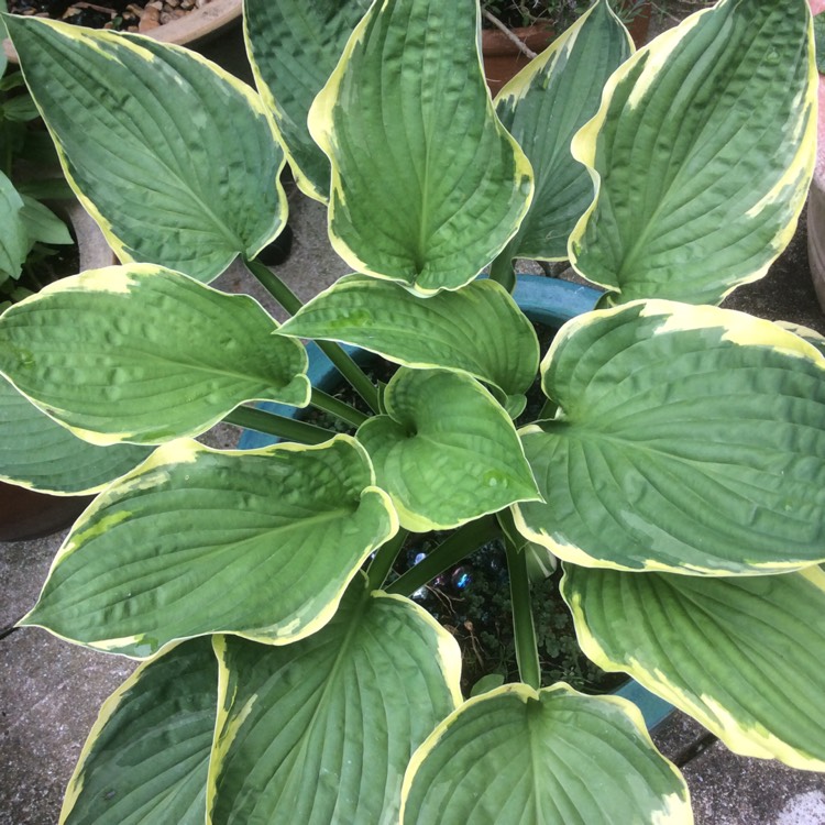 Plant image Hosta 'Golden Tiara'