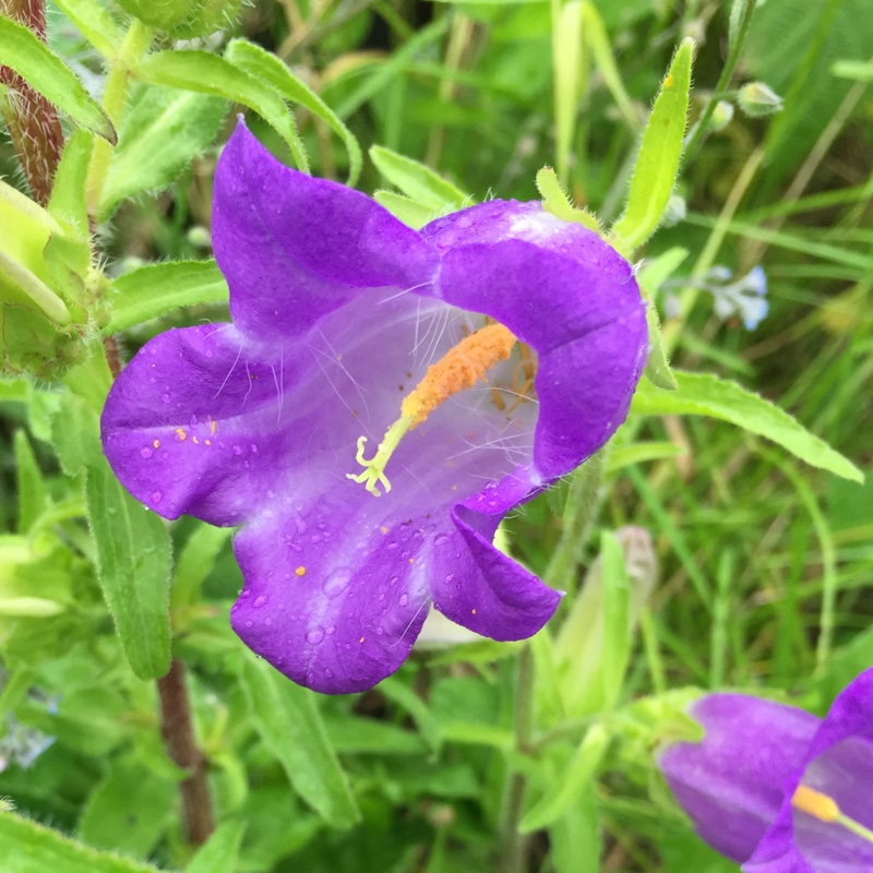 Plant image Campanula barbata