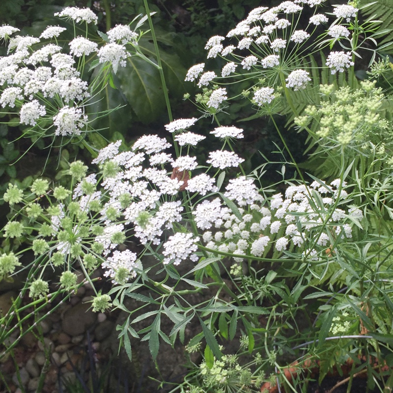 Bishop's weed