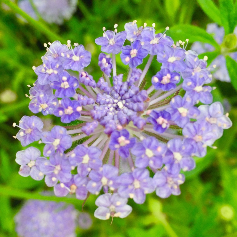 Plant image Trachymene coerulea 'Blue Lace' syn. Didiscus caeruleus 'Blue Lace'