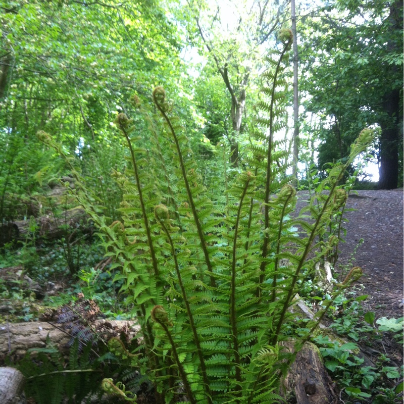 Hard shield fern; prickly shield fern