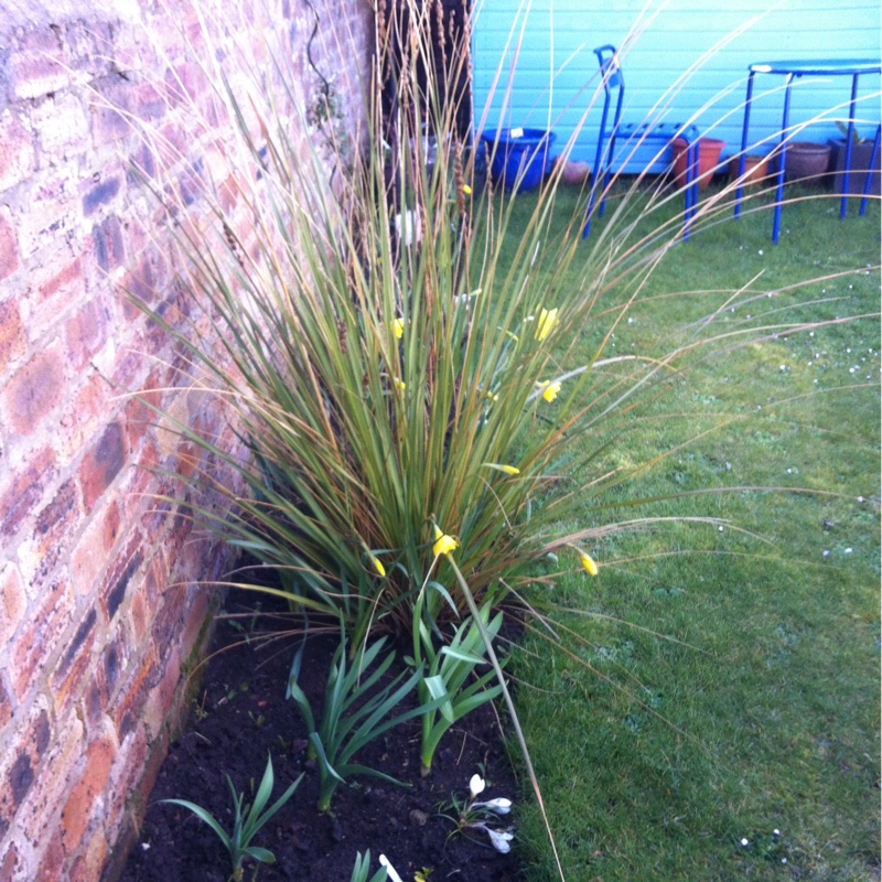 Plant image Carex muskingumensis 'Oehme'