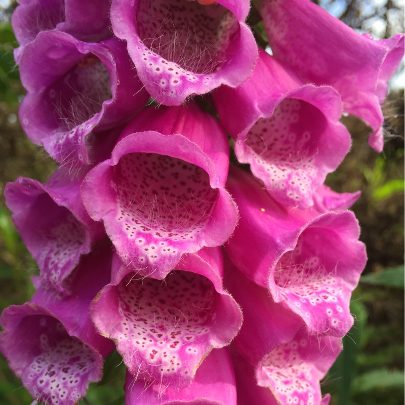 Common Foxglove