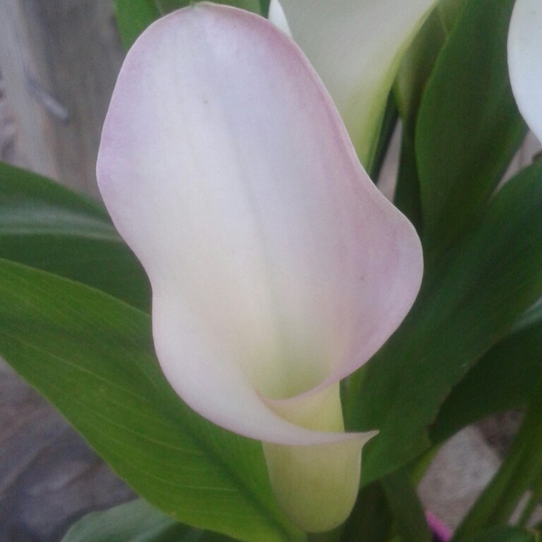 Calla Lily