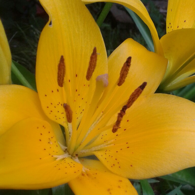 Lily (Asiatic)