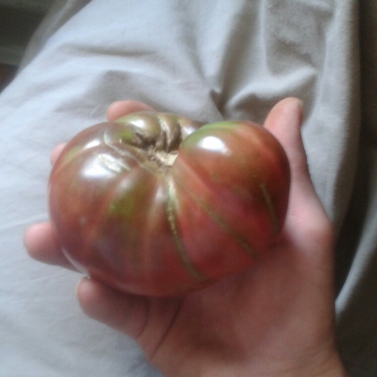 Tomato 'Purple Cherokee' (Beefsteak Tomato)