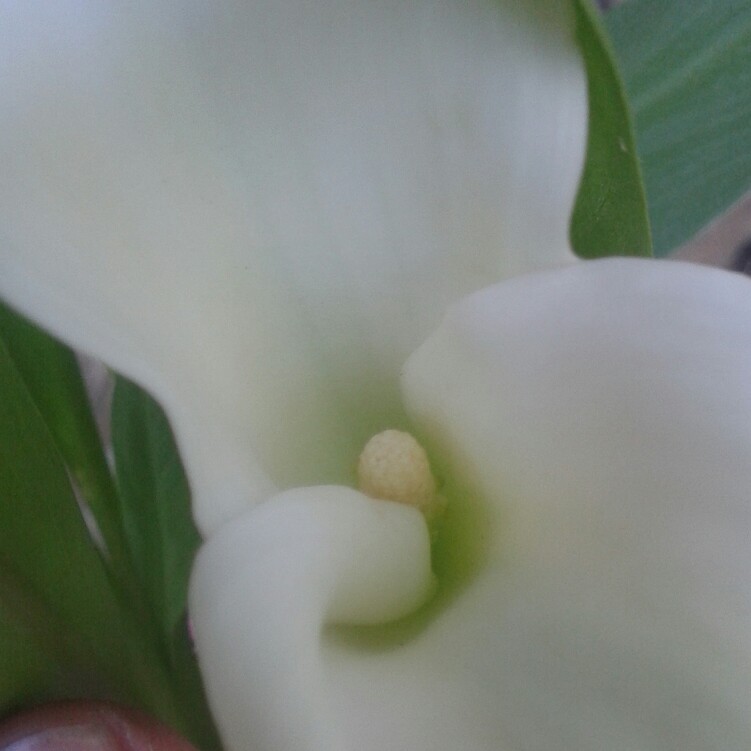 Calla Lily