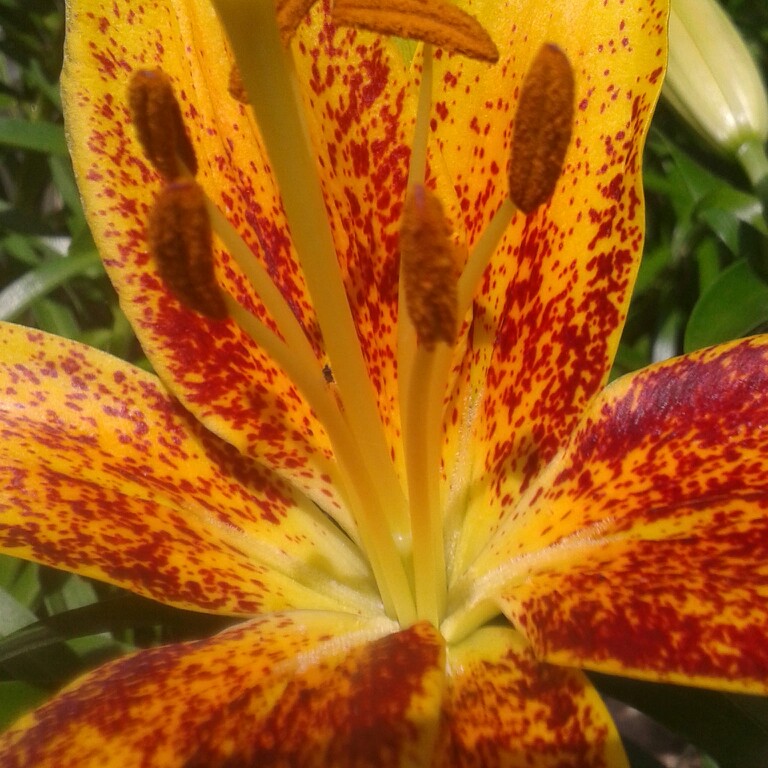 Lily (Asiatic)