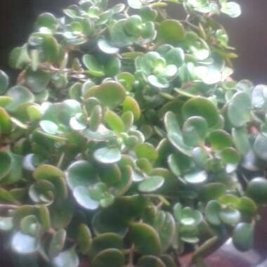 Dwarf Jade Plant