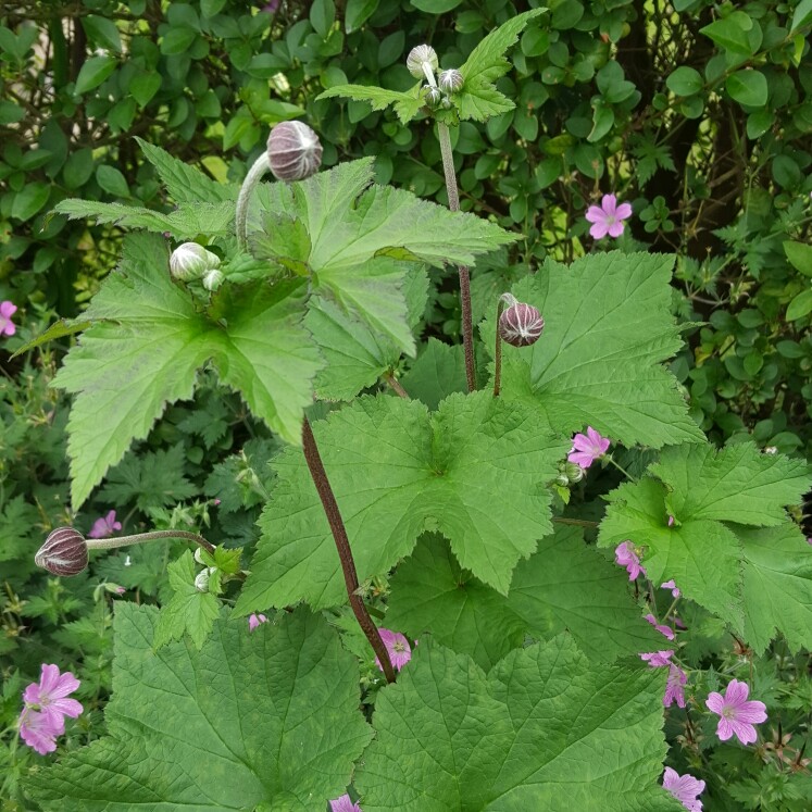 Plant image Anemone x hybrida 'Pocahontas' (Fantasy Series)