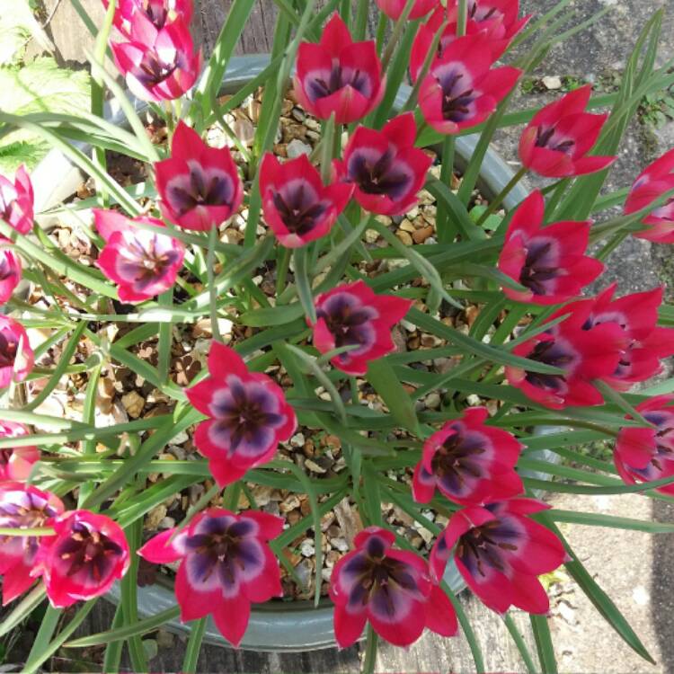 Plant image Tulipa 'Little Beauty' syn. Tulipa humilis 'Little Beauty'