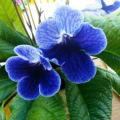 Cape Primrose