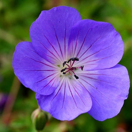 Cranesbill 'Johnson's Blue'