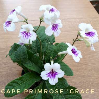 Cape Primrose